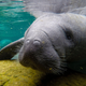 A Florida manatee.